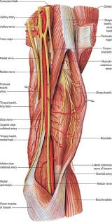 Find our best fitting upper control arms for your vehicle and enjoy free next day delivery or same day pickup at a store near you! Upper Arm Clinical Gate