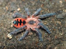 Image result for Phaulopsis sangana