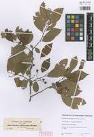 Image result for Grewia trichocarpa