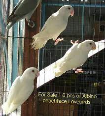 Peach faced lovebird parrot exotic bird vinyl decal bumper sticker. For Sale 6 Pcs Of Albino Peach Harish Feather Farms Facebook