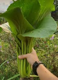 Cara menanam sawi di dekat rumah sebagai ketahanan pangan dan juga ingin sawi segar fress tinggal petik aja cara menanam. Punyalah Besar Sawi Ni Memang Puas Hati Dapat Tanam Ni Cara Simple Dikongsikan Oleh Yang Pro Keluarga