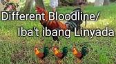 Play golden dragon games on any online device play on your cell phone, laptop computer, desktop computer or tablet. Simpleng Manokan Episode 05 Golden Dragon Gamefarm 888 Youtube