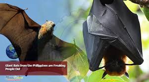 The giant golden crowned flying fox bat is a unusual and very long species. Giant Bats From The Philippines Are Freaking People Out