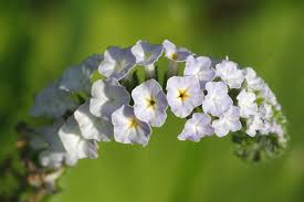 Image result for Heliotropium indicum