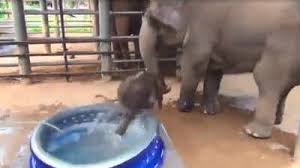 Doctor's video shows unvaccinated covid patient on. Watch Adorable Video Of Baby Elephant S First Bath Times Of India Videostweets By Timeslitfestdeltweets By Timeslitfestkol