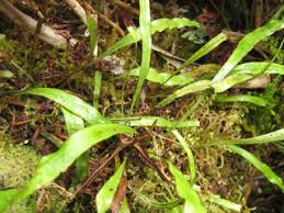Image result for Polyphlebium borbonicum