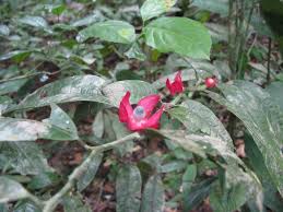 Image result for Heisteria