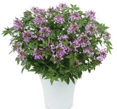 Image result for Cleome elegantissima