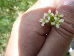 Image result for Turritis