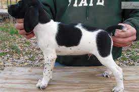 Black And White Pointer Dog Duke Black White Patched Ticked Male Gsp Pup German Shorthaired Pointer Dog German Shorthaired Pointer Gsp Puppies