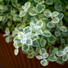 Image result for Helichrysum polioides