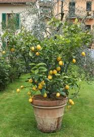Growing Lemons How To Grow A Lemon Tree Fruit Garden Plants Garden