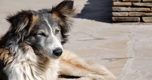 What Are The Causes Of Dogs Vomiting White Foam Cuteness Dogs Dog Coughing Dog Coughing And Gagging