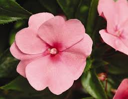 Image result for Impatiens kivuensis