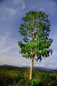 Image result for Gmelina