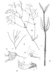 Image result for Coleus kapatensis