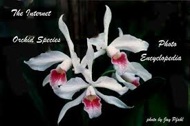 Image result for Tridactyle anthomaniaca