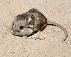 Image result for Macrotyloma rupestre × densiflo