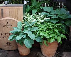 Nicht jeder hat das privileg eines eigenen gartens und muss daher auf andere möglichkeiten zurück greifen. Pflanz Pflegeanleitung Fur Balkonkasten Und Topfe Native Plants