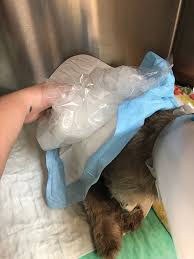 Image result for Local Cold Therapy