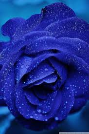 Mobile Sky Blue Rose Flower Wallpaper * the high speed of the application. mobile sky blue rose flower wallpaper
