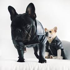 Northwest pugs is conveniently located in close proximity of portland, oregon and tacoma, olympia, and seattle, washington. Leather Motorcycle Dog Jacket Dogs Dog Jacket Winter Dog