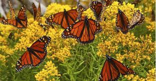 Monarch butterflies embark on a marvelous migratory phenomenon. 10 Flowers That Feed Monarch Butterflies My Garden Life