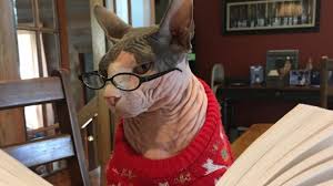 Последние твиты от hairless cats (@hairless_cats). Kids Dress Up Hairless Cat In Fun Cat Costumes Youtube