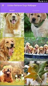 Puppies for sale, dogs, kittens, cats & more! Golden Retriever Dogs Wallpaper For Android Apk Download