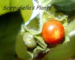 Image result for Girardinia bullosa