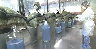 Every Year 250 000 Horseshoe Crabs Donate Their Blue Blood To Save Humans