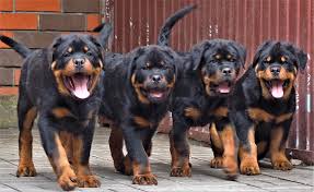 Learn all about rottweiler puppy information and training. How To Mental Stimulate A Rottweiler Dog Rottweiler Life