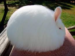 The most comprehensive image search on the web. Arnab Angora Penerangan Dan Ciri Baka Peraturan Pemeliharaan