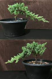 25 lbs./linear foot *if you noticed on the adjustable mount, the depth of. 1st Bonsai From Home Depot Not Sure What To Do Now Bonsai