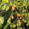 Pokok bunga tanjung atau mimusops elengi adalah sejenis spesies malar hijau. 1