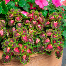 Image result for Coleus erici-rosenii