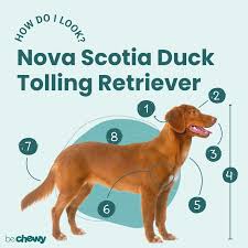 In 1980, two nova scotia tollers received the best in show award at the championship events, which earned them national recognition in canada. Nova Scotia Duck Tolling Retriever Breed Characteristics Bechewy