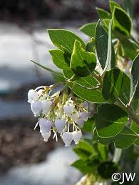 Maybe you would like to learn more about one of these? Arctostaphylos Manzanita Laguna White California Flora Nursery