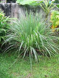 100 Lemongrass East Indian Lemon Grass Fragrant Ornamental Edible Cymbopogon Flexuosus Seeds Mosquito Repelling Plants Mosquito Plants Plants