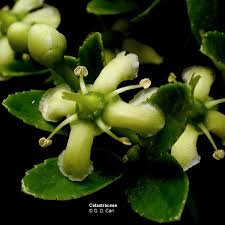 Image result for Celastraceae