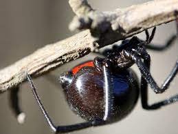 Where were you last summer (winter, week, month)? The Black Widow Spider The Cold Hard Facts Owlcation