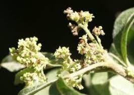 Image result for Searsia pyroides