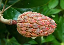 Free Image On Pixabay Seed Pod Magnolia Seeds Cone Seed Pods Seeds Flower Seeds