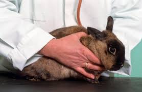 Un Lapin Peut Il Manger Du Pain