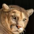 Cougar