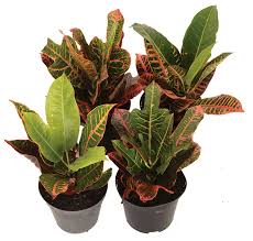 Image result for Codiaeum