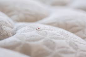 Image result for bedbugs on mattress