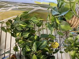 Trusted for all your home, lawn, and garden needs since 1926. Houseplant Hseplt Supply