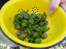 Fiddleheads are also called a crozier, which is named after the curved staff of bishops, and originated as a shepherd's crook. Fiddlehead Ferns Our Tiny Homestead