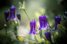 Some varieties of clematis are called leather flowers for their shiny, thick petals; Selective Focus Purple Bluebell Flowers Nature Flower Flora Garden Leaf Clematis Pxfuel